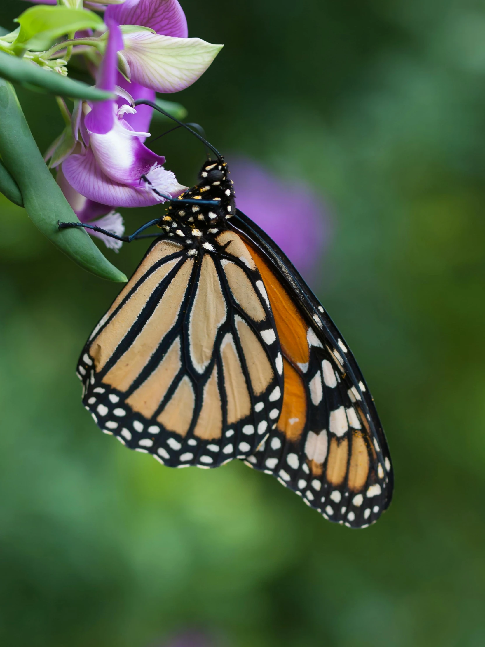 a erfly is resting on a flower