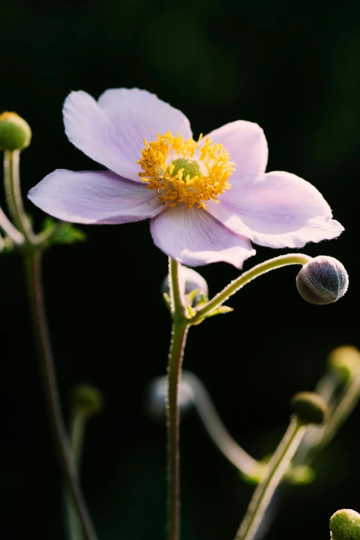 a purple flower sitting next to two green stems