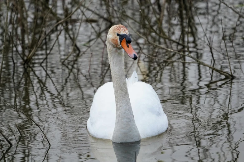 there is a white swan that has an orange neck