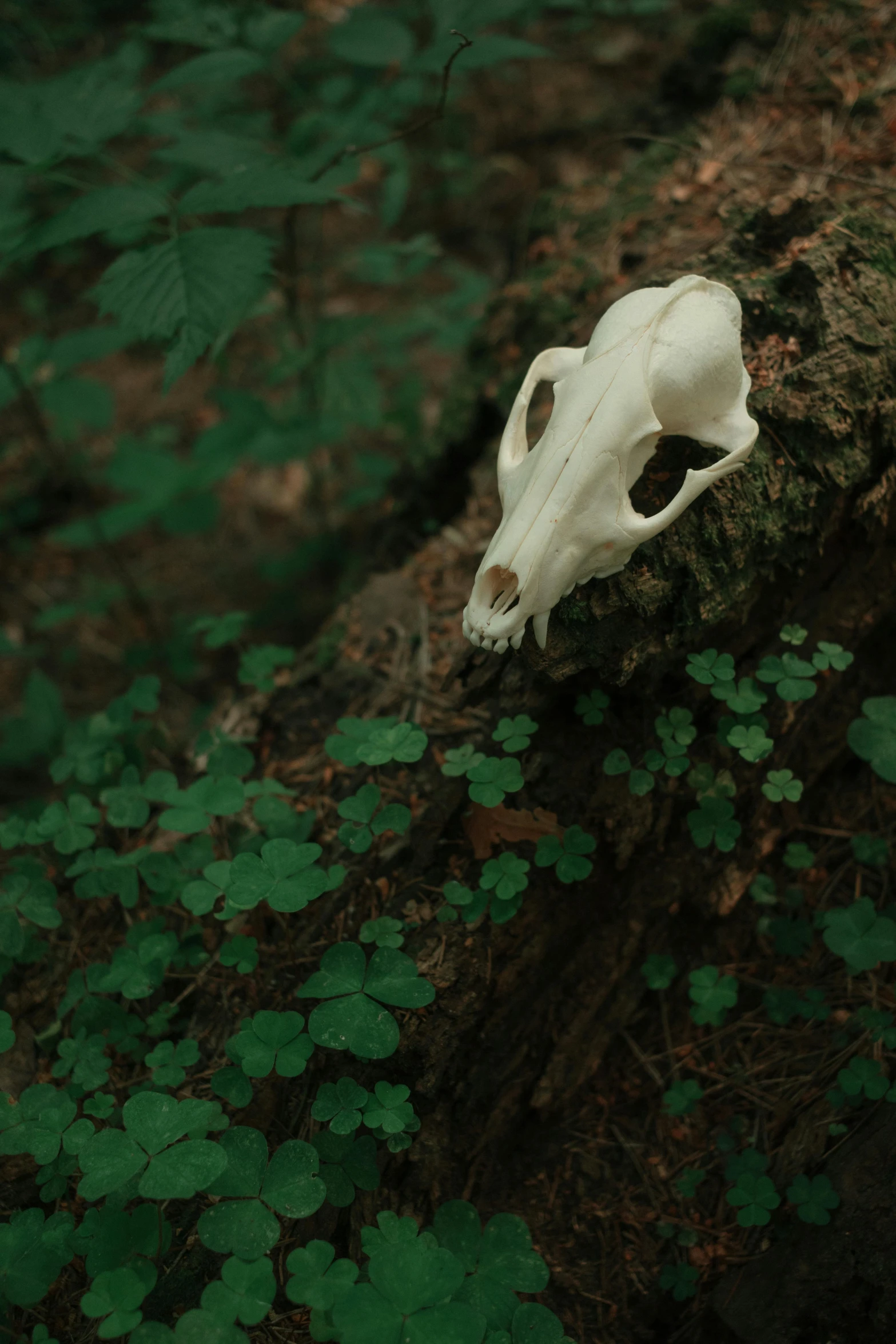 the skull of a cow rests on a rock in a green forest