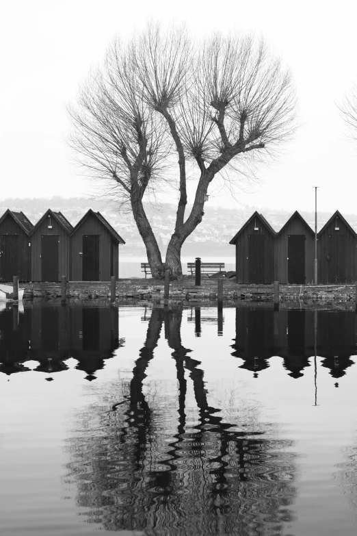 a tree is standing near some buildings on the lake