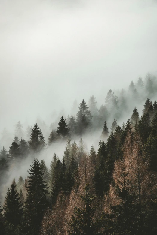 fog coming down the top of a mountain with pine trees on either side