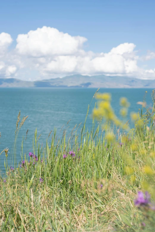 a view of an ocean, with purple flowers growing on the grass