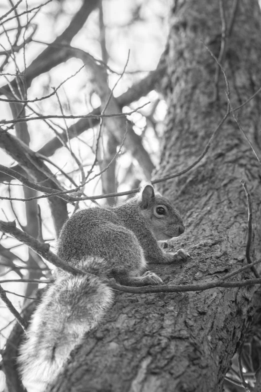 a squirrel sits on a nch and looks into the distance