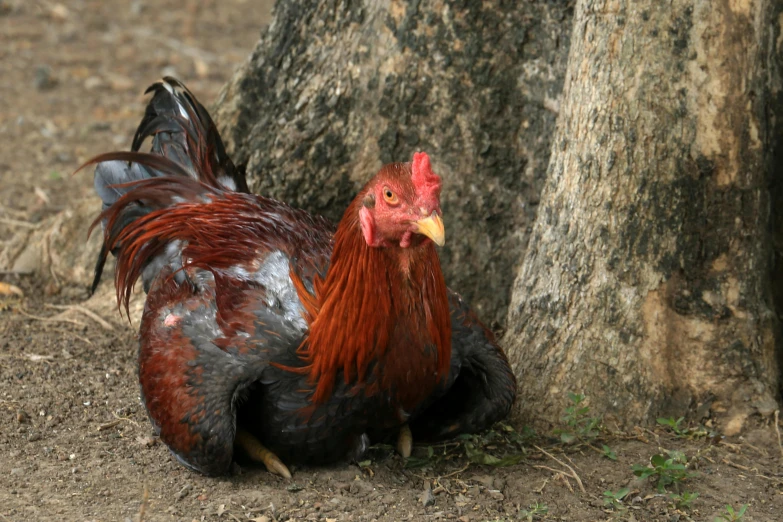 a rooster with red feathers is sitting near a tree