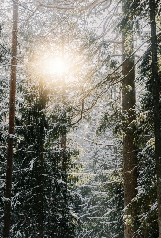 an image of a snowy path leading through the woods