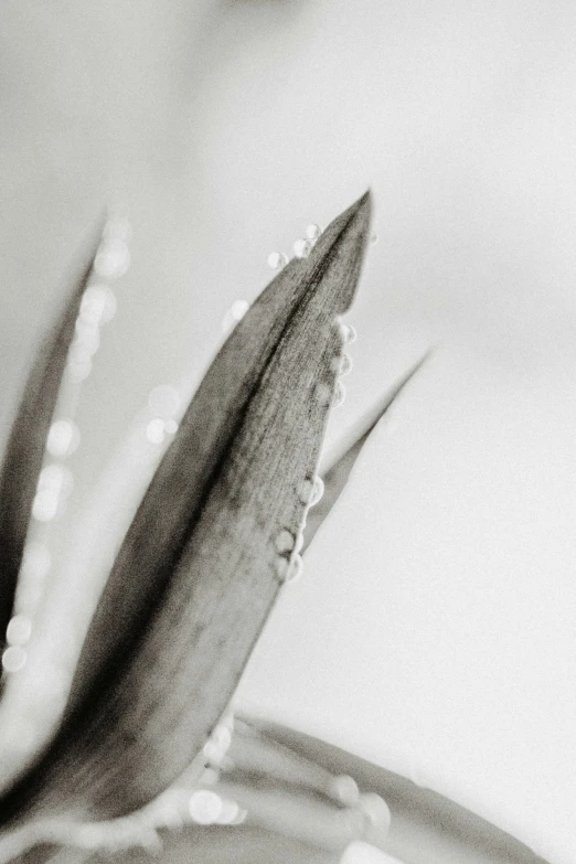 a flower that is inside of a vase