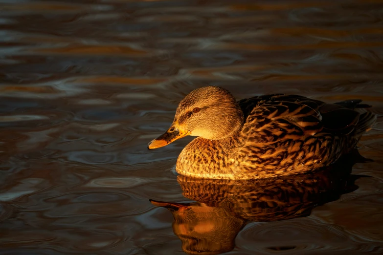 a duck that is sitting in the water