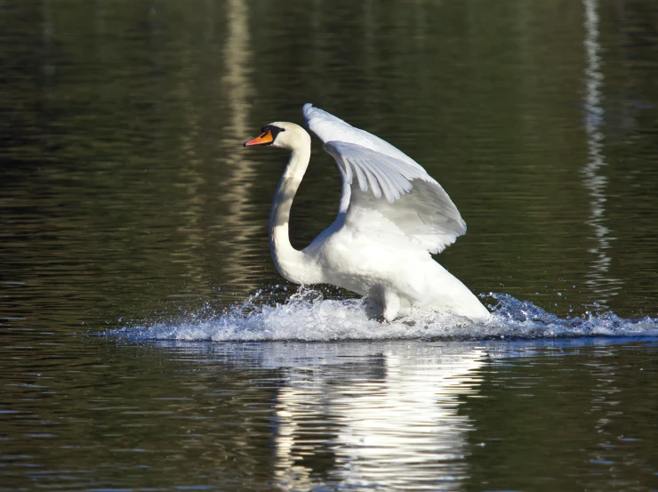 a white swan with it's wings outstretched splashing into the water