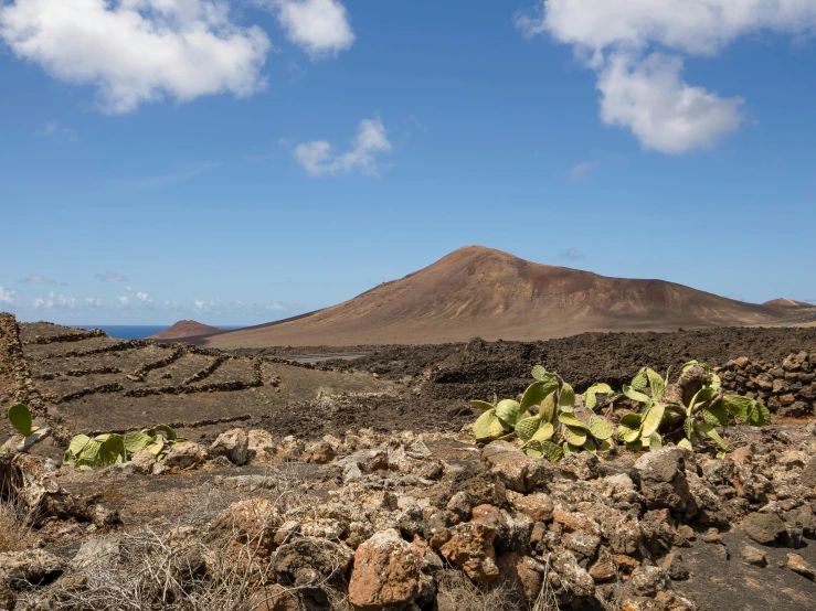 several plants on the ground and in the distance