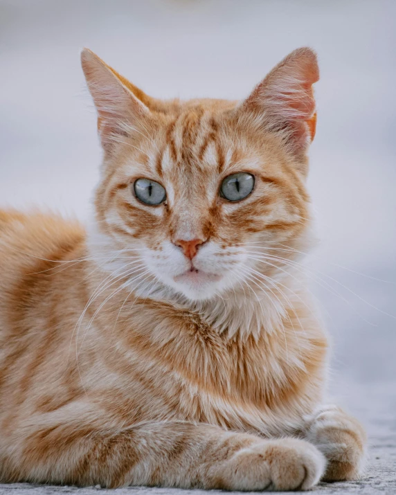 a close up of a cat laying on the ground