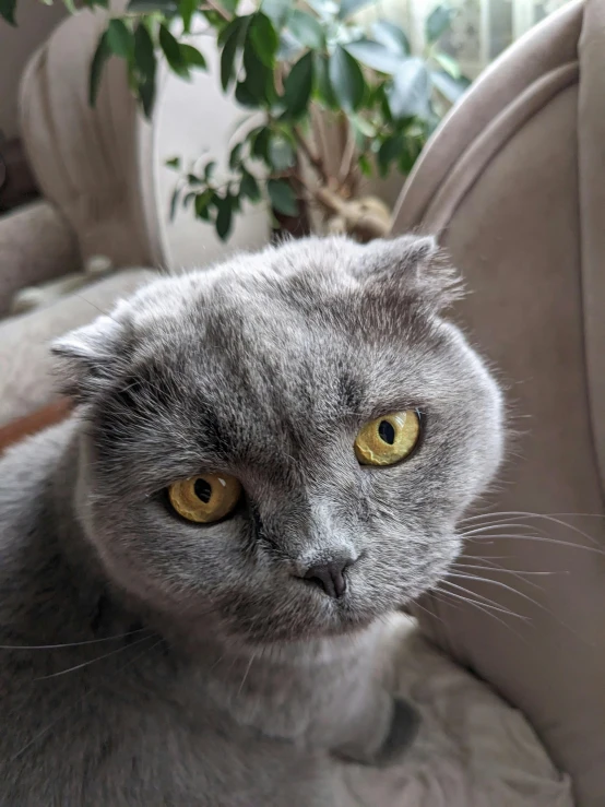 the grey cat looks like it's in a grumpy look