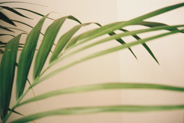 a palm leaf hanging from the top of a plant