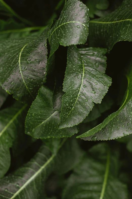 some green leaves have been rained by the rain