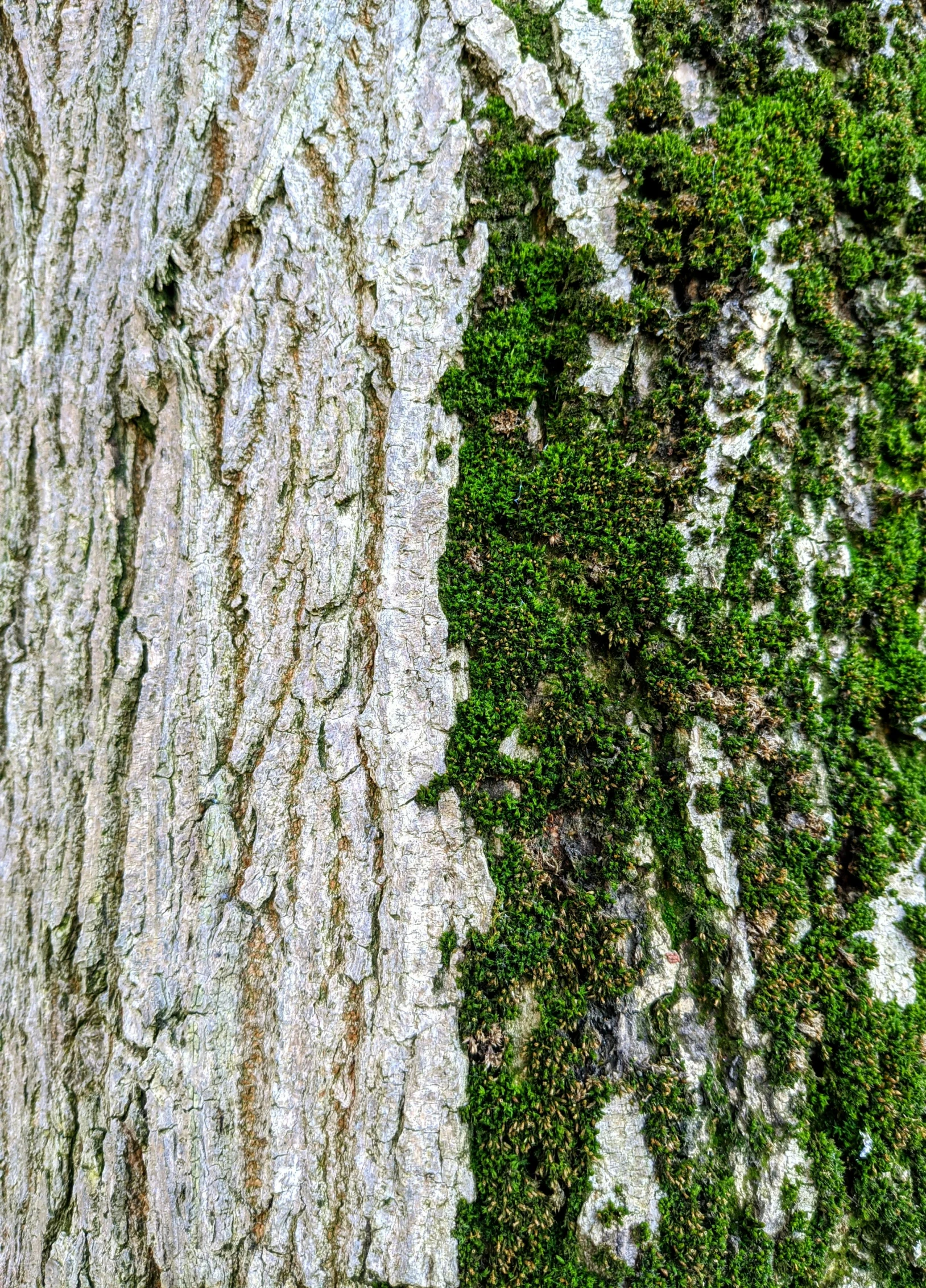 close up pograph of bark on the outside of a tree