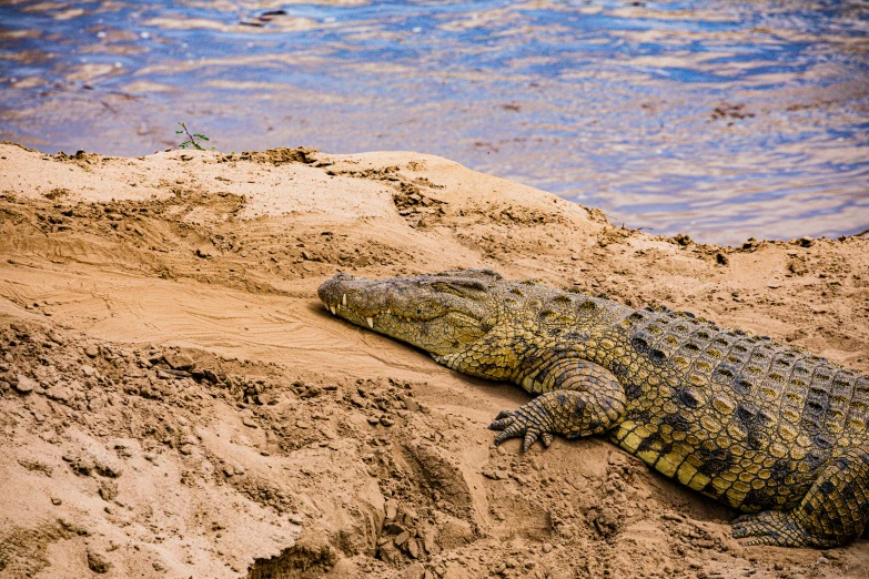 a large lizard laying in the sand by water