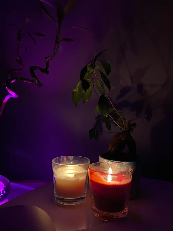some candles are sitting next to a plant