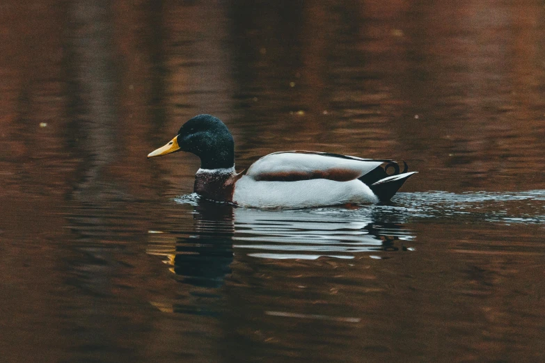 a black and white duck swims across the pond