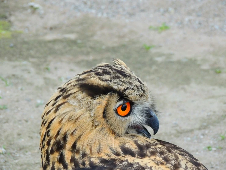 an orange eyed owl with yellow eyes