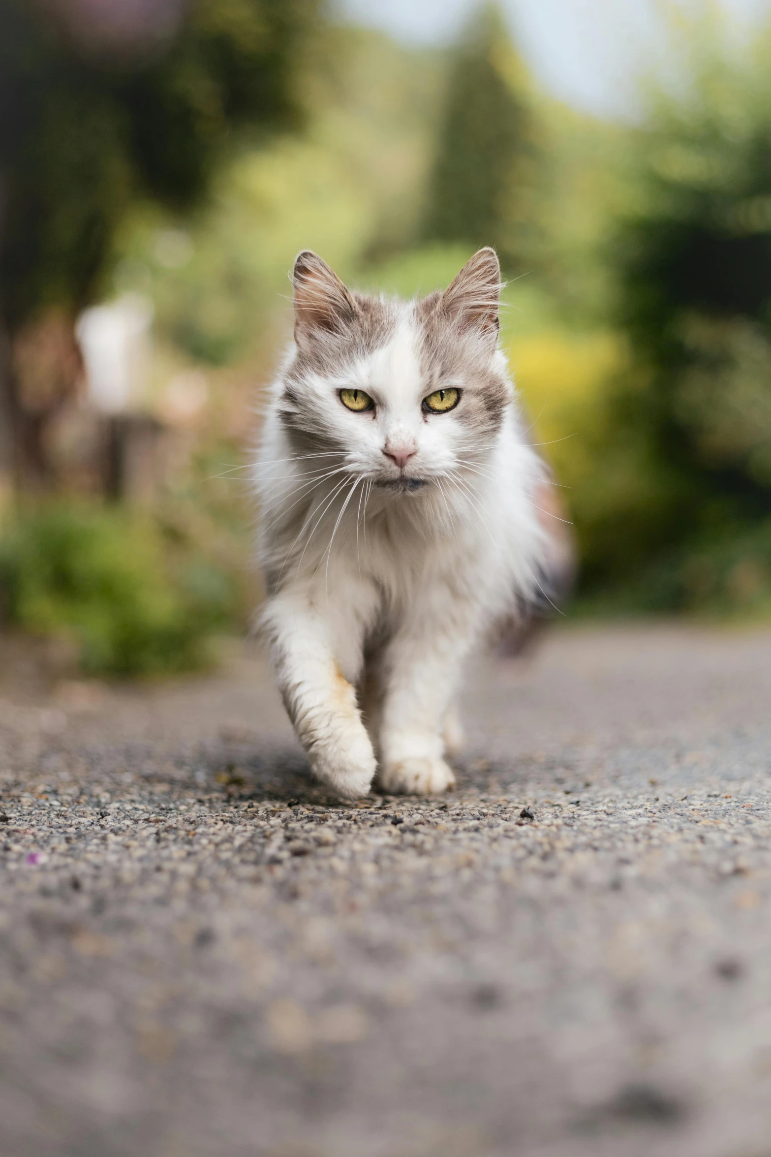 a fluffy little kitten runs across the road