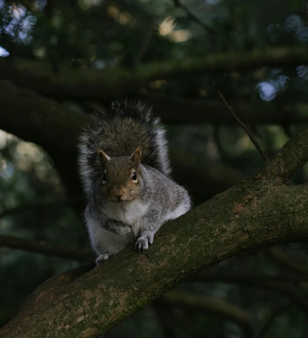 a grey squirrel is sitting on a tree limb