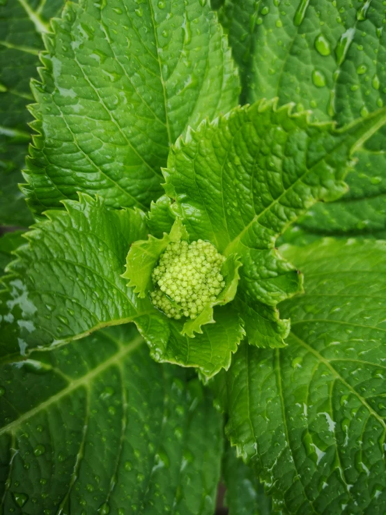 a green plant with a flower that is inside