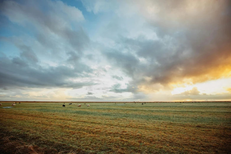 a large field of grass with several cows grazing