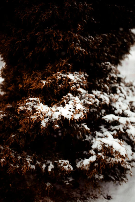 a road covered in snow next to trees