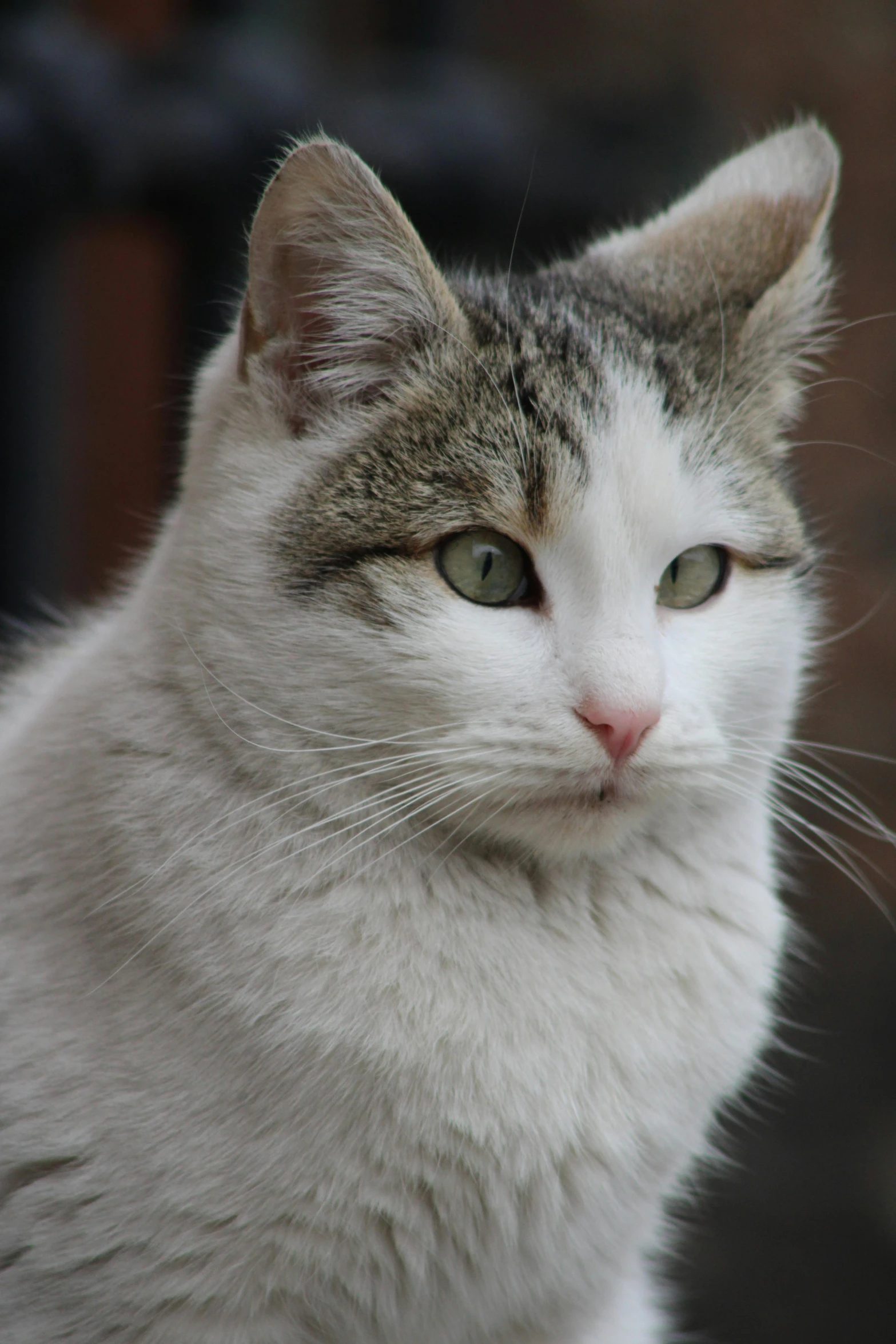 a white and grey cat sitting outside looking at soing