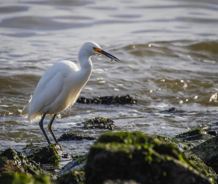a white egret standing on rocks in the water