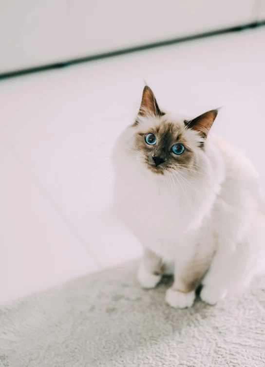 a white and black cat looking up in the air