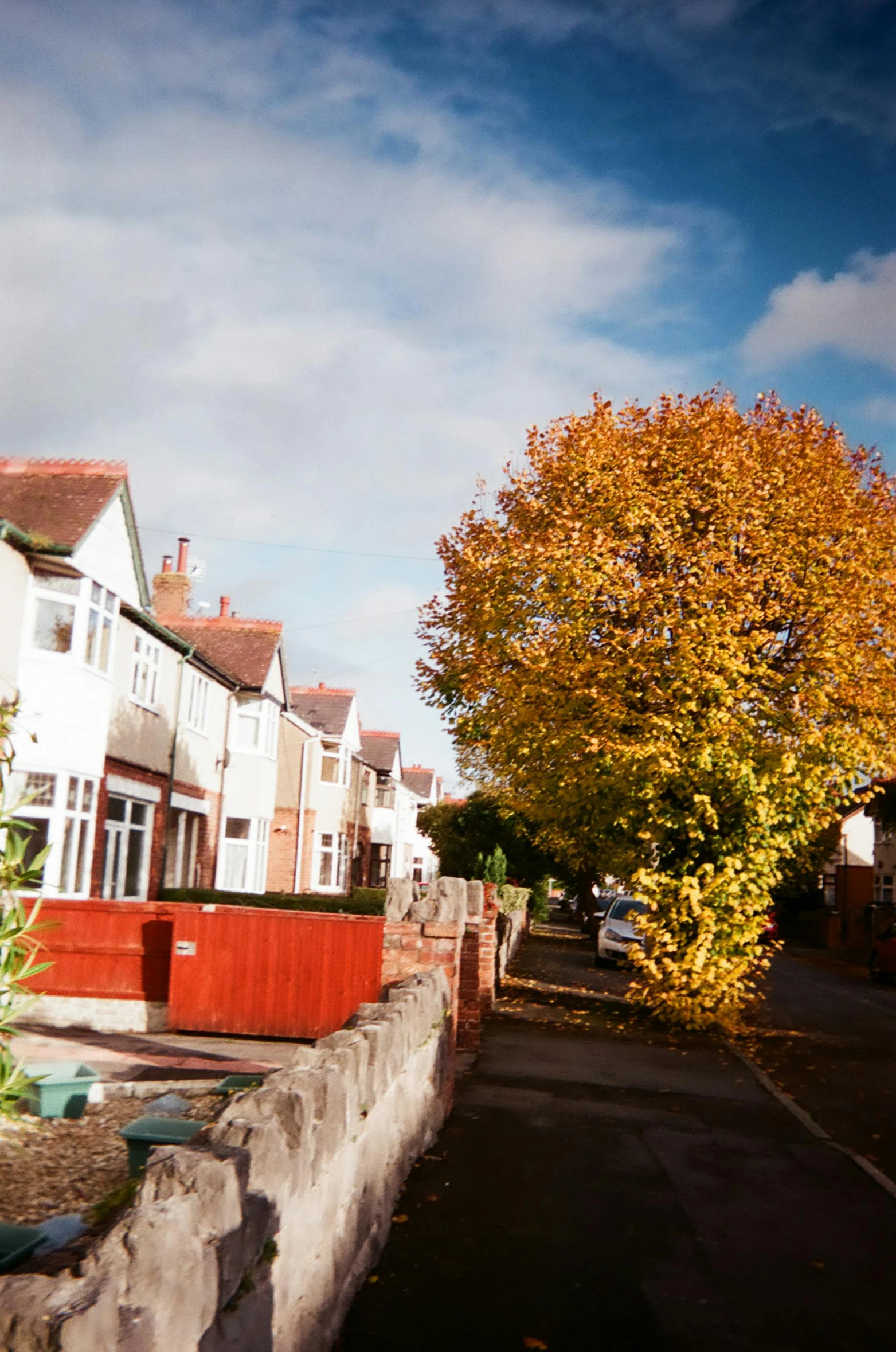 a row of houses with a large tree on the sidewalk
