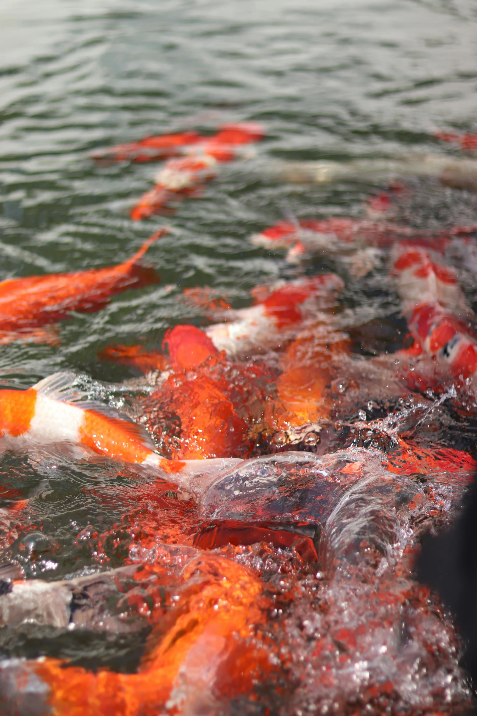 many orange and white fish swimming together in a lake