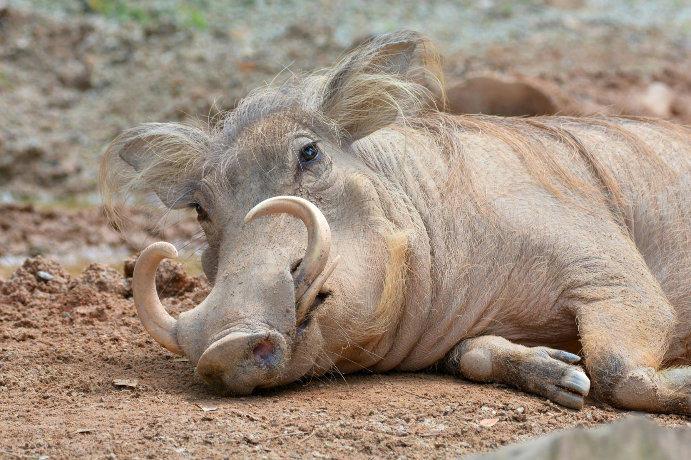 a small animal laying on top of a dirt field