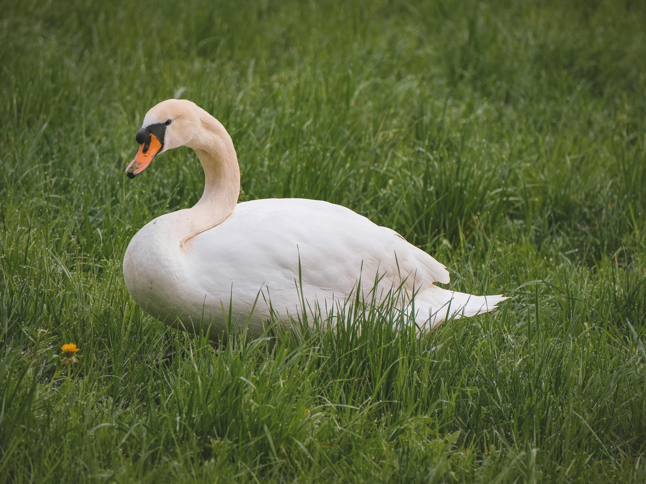 a swan sitting in the grass on a rainy day