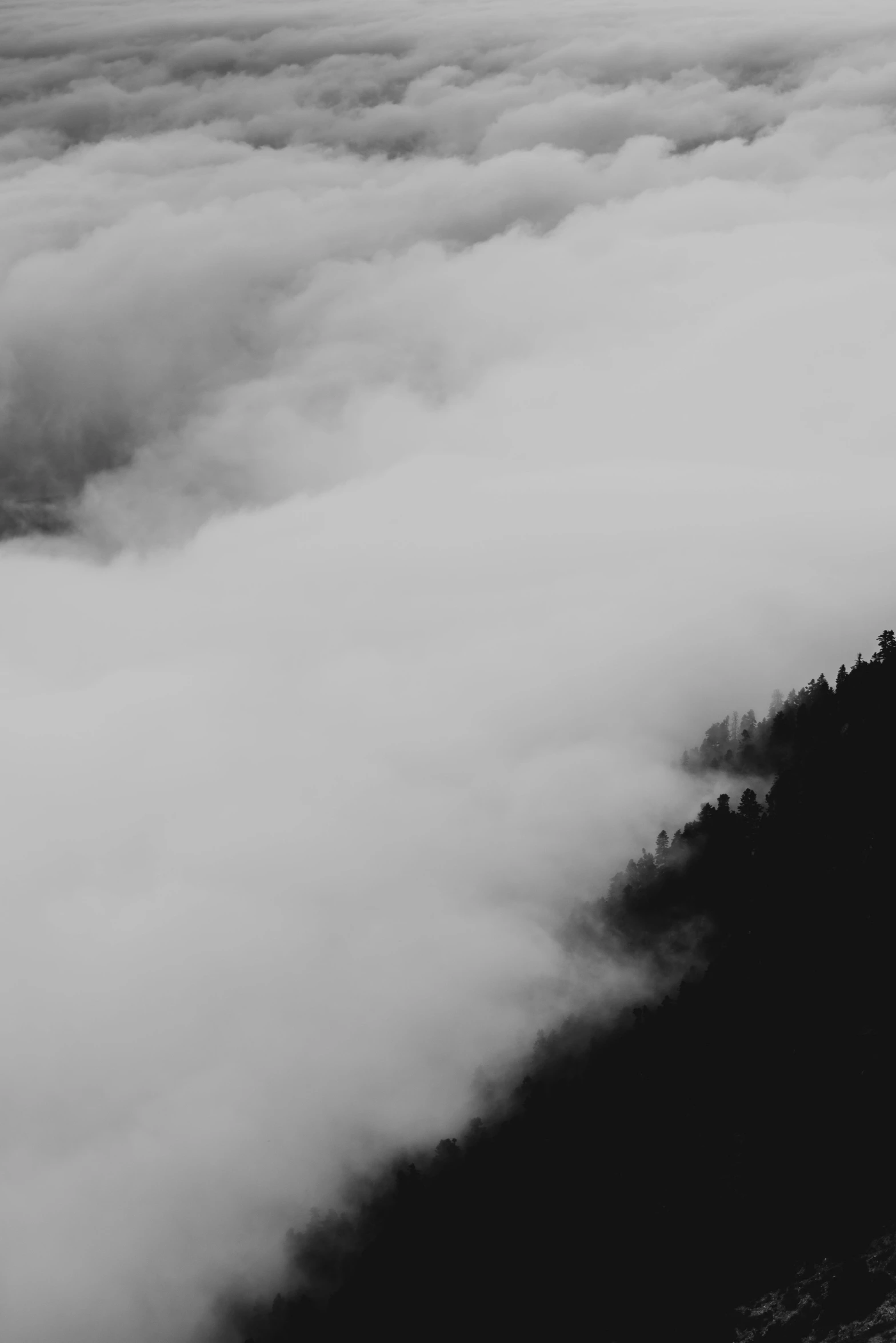 a lone tree stands above the clouds as they fly