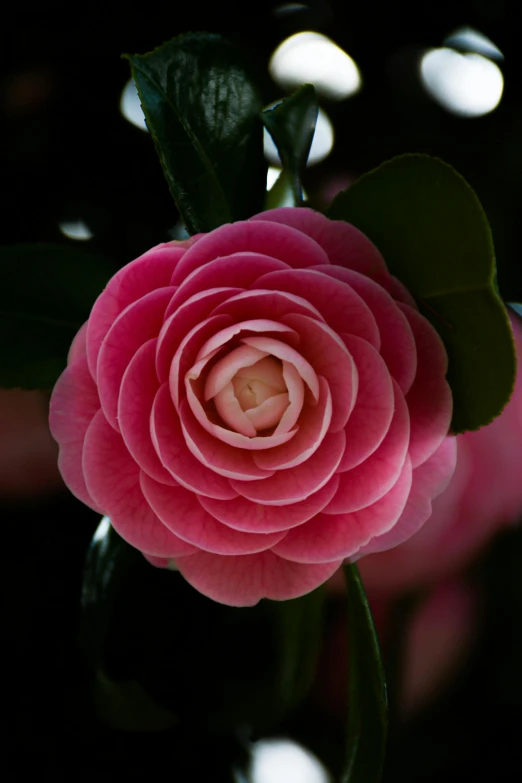 the flowers are pink with green leaves