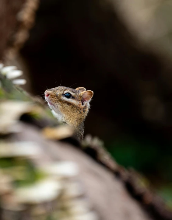 the small mouse is sticking its head up and out of the tree