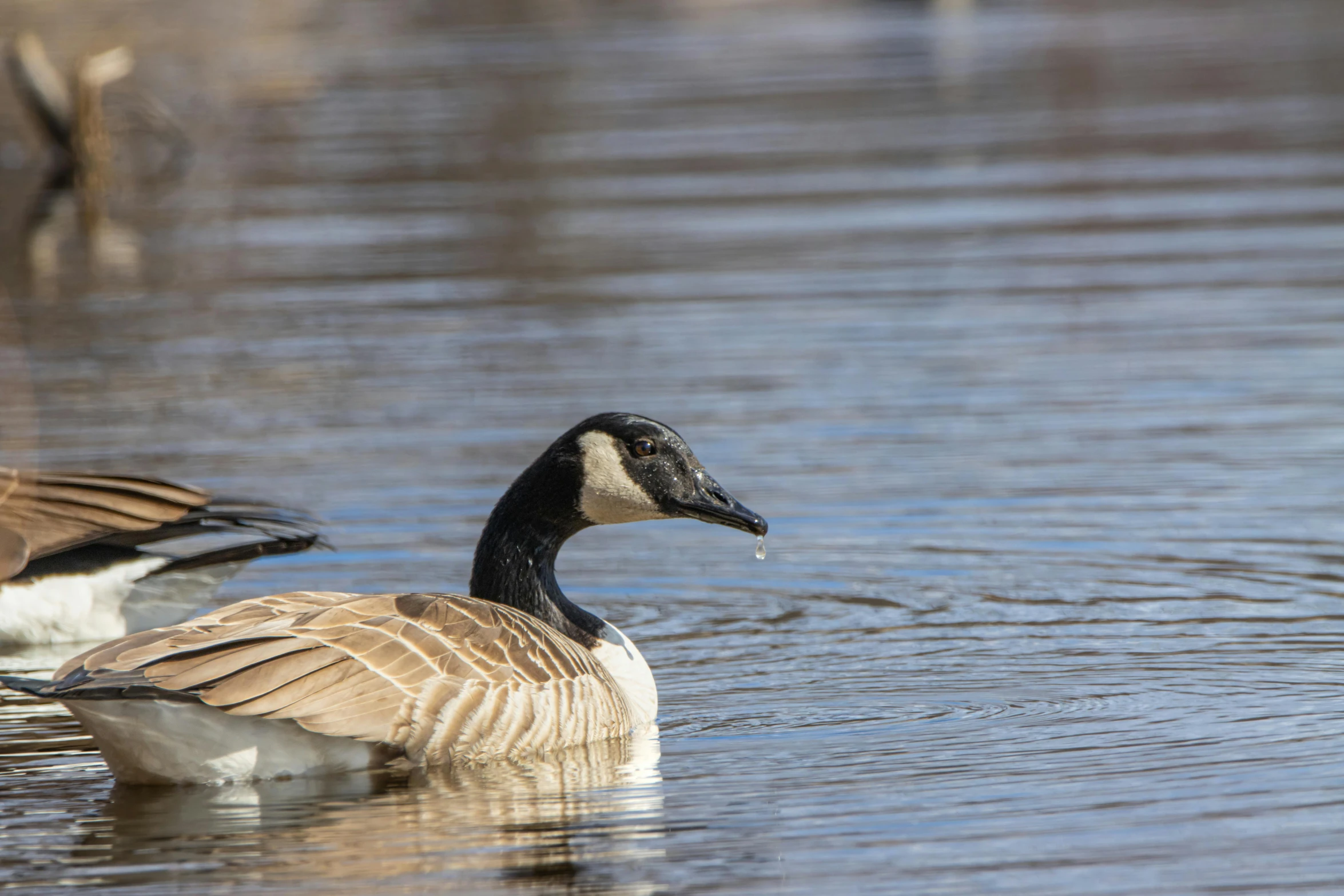 two geese are in the water near each other