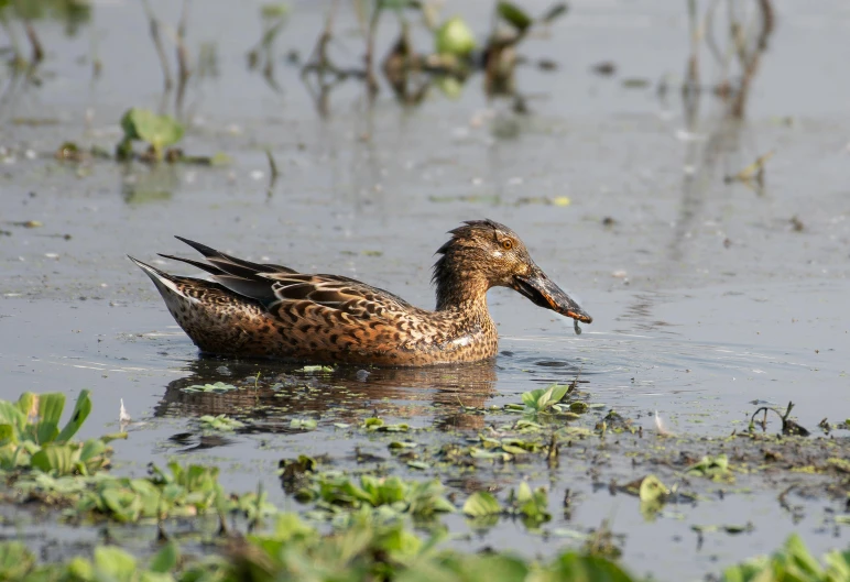 a duck floating in water with lots of plants