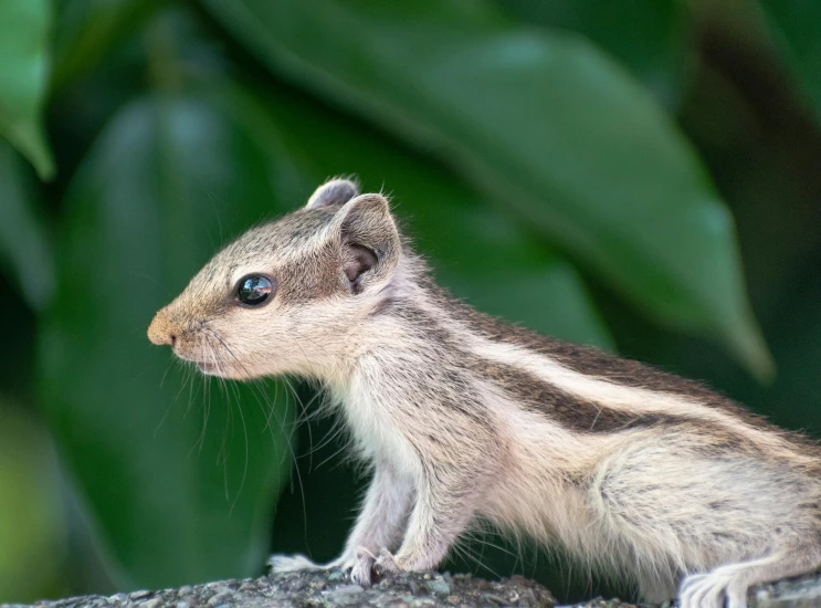 a close up of a small animal near many trees