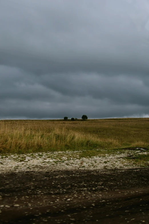 a field with an animal standing on it's side