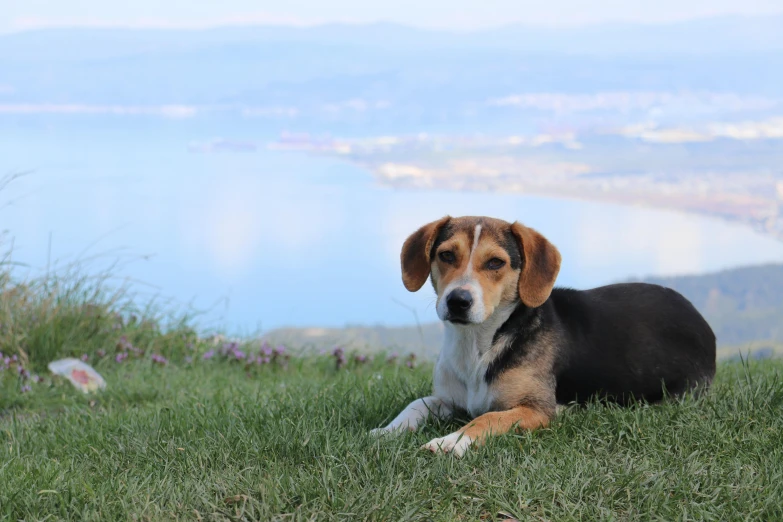 the dog is sitting down by himself on the hill