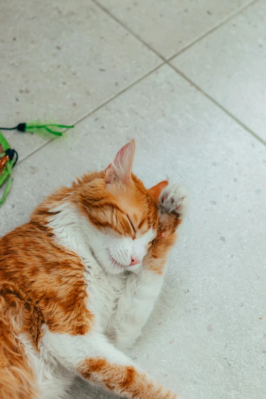 a cat lays its head down in the floor