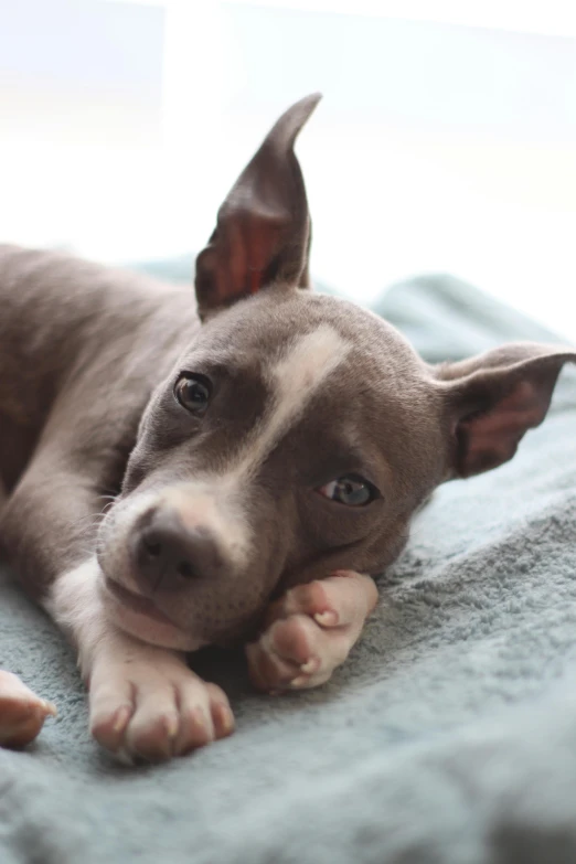 a brown and white dog lying on top of a bed