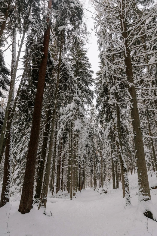 an image of a snowy forest setting in the woods