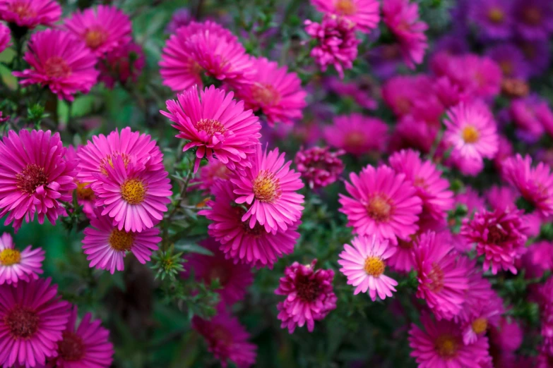 large pink flower plants in a garden