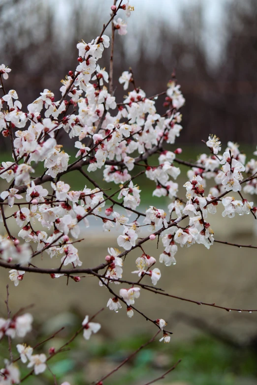 small white flowers on a nch with lots of leaves