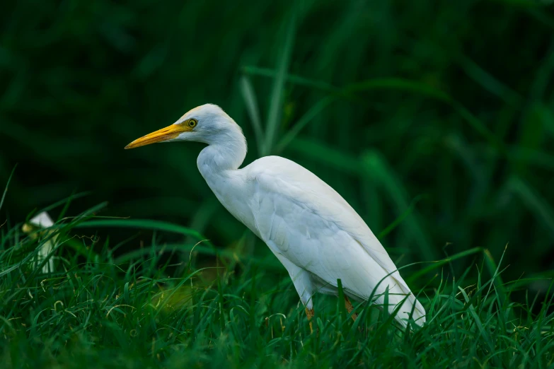 a white bird standing in tall grass looking around