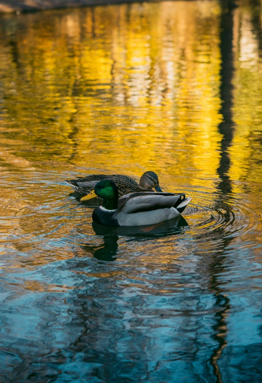 a duck swimming on a pond in a park
